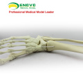 TF06 (12317) Synthetic Bones - Skeleton of Lower Limb (Right or Left),SWABone Models / Tibia + Fibula + Foot Skeleton